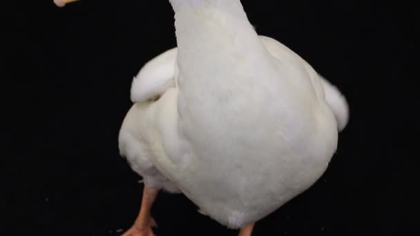 un canard portrait 