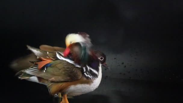 A ducks of tangerine — Stock Video