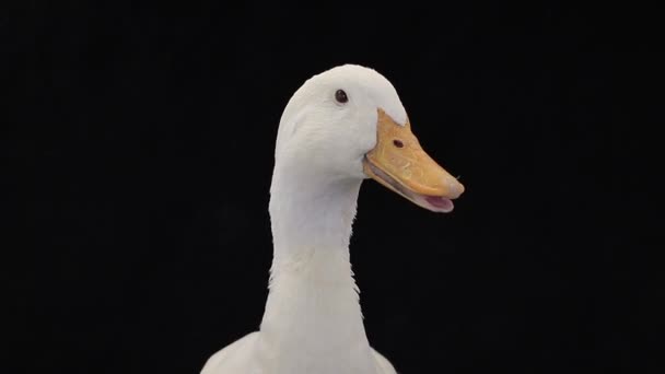 Portret kaczka — Wideo stockowe