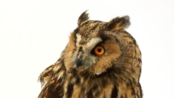 Marsh owl on the white screen — Stock Video