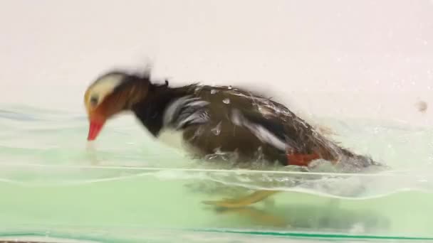 Canard mâle de mandarine — Video