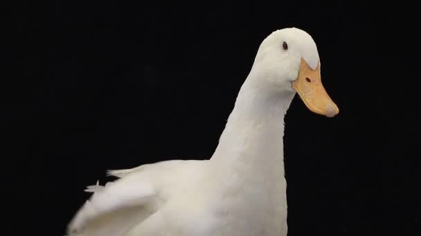 A portrait duck — Stock Video