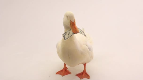 Duck on a white background — Stock Video