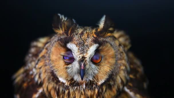 Marsh owl on the black screen — Stock Video