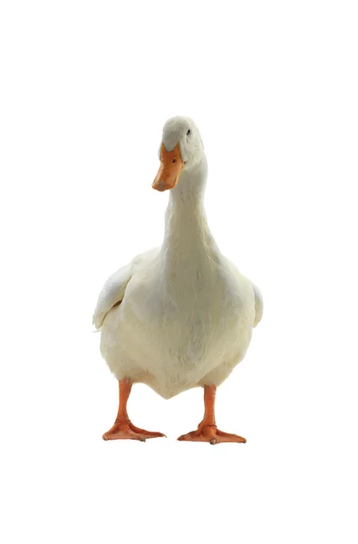 Bir beyaz beyaz ördek — Stok fotoğraf