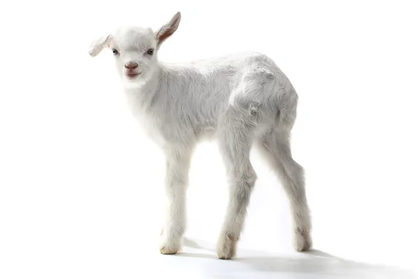 Een geit kind — Stockfoto
