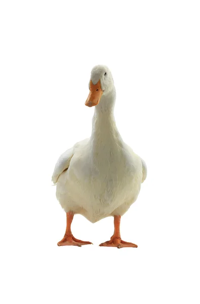 White duck on a white — Stock Photo, Image