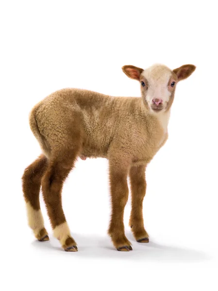 Ein kleines Schaf — Stockfoto