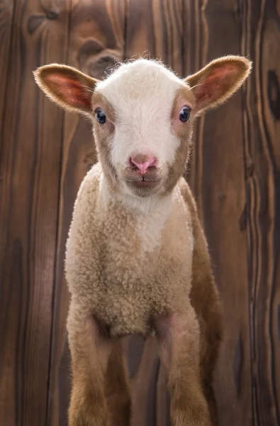 Malá ovce — Stock fotografie