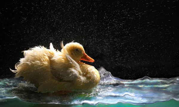 Un canard blanc — Photo