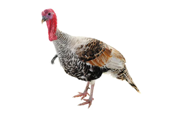 Polla de pavo plateado — Foto de Stock