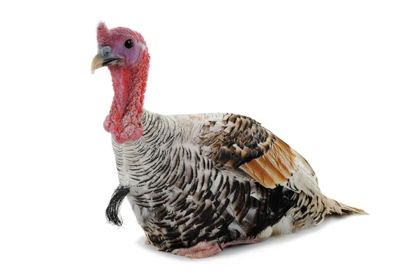 Silvery turkey-cock — Stock Photo, Image