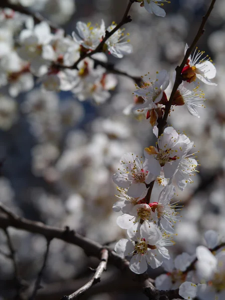 A tree  apricot — Stock Photo, Image