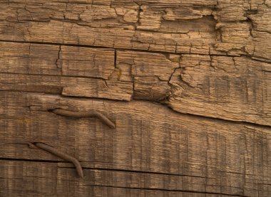 kahverengi eski doku