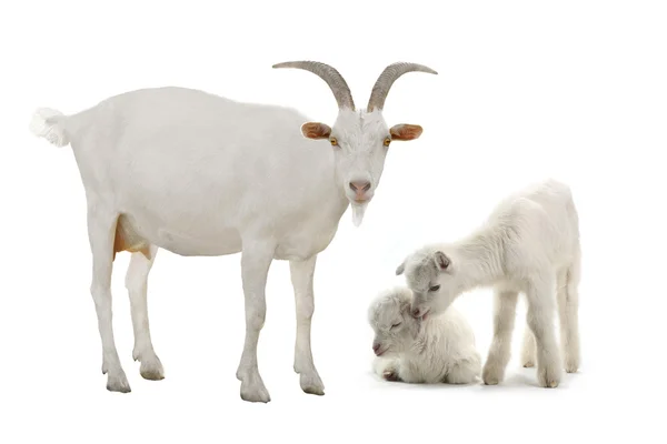 Cabras aisladas sobre un blanco — Foto de Stock