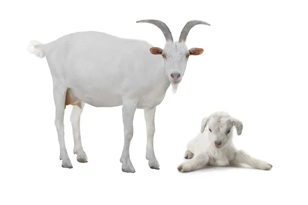 Kozy izolovaných na bílém — Stock fotografie