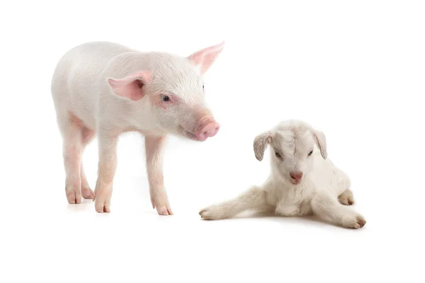 Pig and goat — Stock Photo, Image