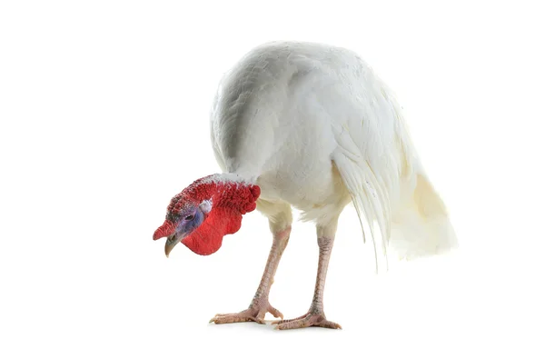A white turkey — Stock Photo, Image