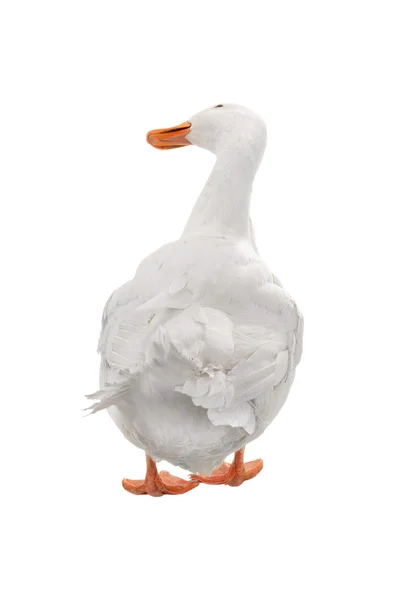 Pato em um branco — Fotografia de Stock