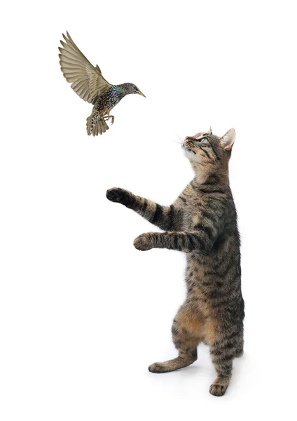 Cat catches to bird — Stock Photo, Image