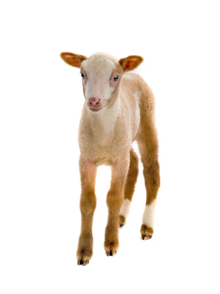 Een kleine schapen — Stockfoto