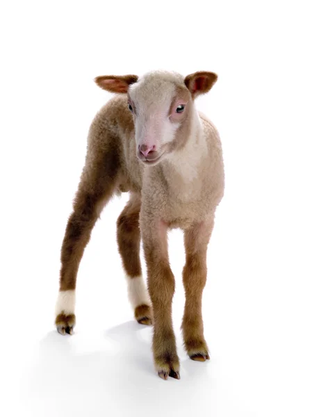 Malá ovce — Stock fotografie