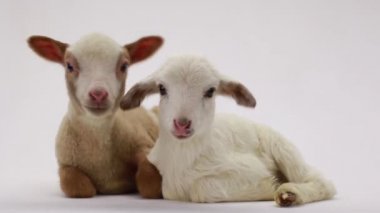 iki küçük koyun 