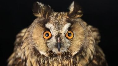 baykuş göz göz kapanış