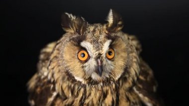 baykuş göz göz kapanış