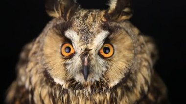 baykuş göz göz kapanış