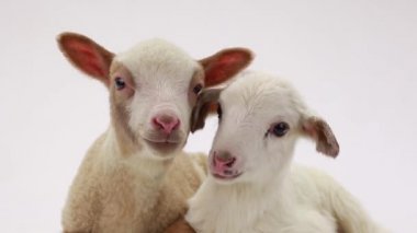 iki küçük koyun 