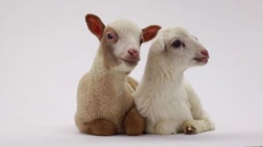 iki küçük koyun koyun 