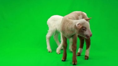 yeşil bir ekran üzerinde iki küçük koyun