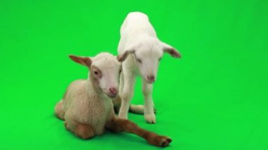 yeşil bir ekran üzerinde iki küçük koyun