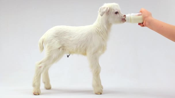 Niño de cabra (7 días) alimentando un biberón con un chupete — Vídeo de stock