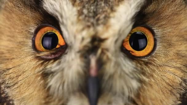 Look of an owl with closing of eyes — Stock Video