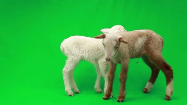 Yeşil bir ekran üzerinde iki küçük koyun — Stok video