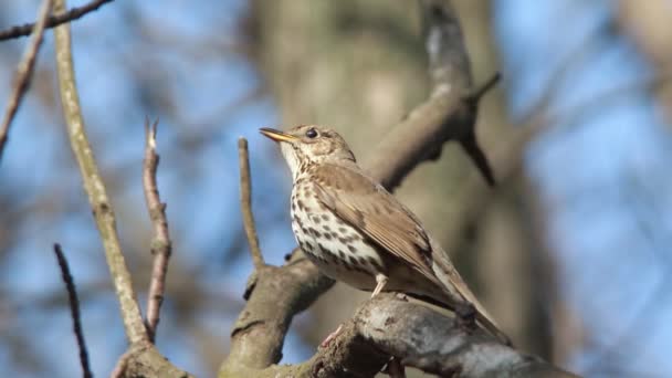 Cantando tordo nel bosco — Video Stock