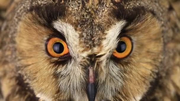 Взгляд совы с закрытыми глазами — стоковое видео