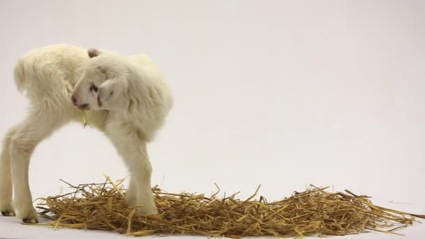 一只小绵羊 — 图库视频影像