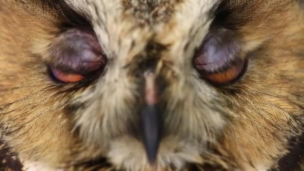 Regard d'un hibou avec fermeture des yeux — Video