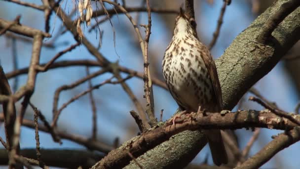 Bernyanyi thrush di hutan — Stok Video