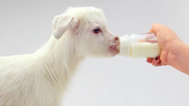 Ziegenkind (7 Tage) füttert Flasche mit Schnuller — Stockvideo