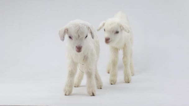 Dos cabrito blanco de cabra — Vídeo de stock