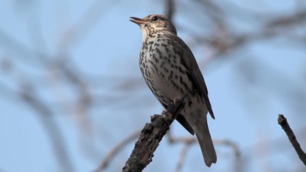 Cantando tordo en el bosque — Vídeo de stock