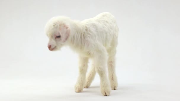 Cabrito de cabra (7 días  ) — Vídeo de stock