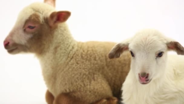 deux petits moutons  