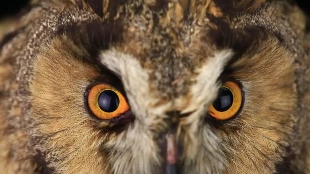 Взгляд совы с закрытыми глазами — стоковое видео