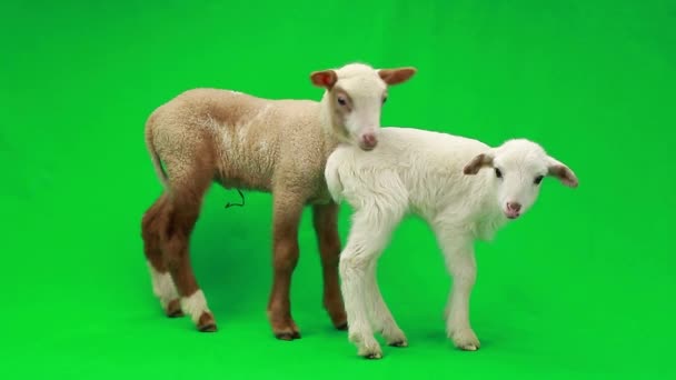Duas ovelhas pequenas em uma tela verde — Vídeo de Stock
