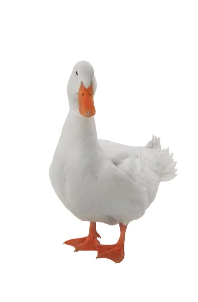 Un pato blanco — Foto de Stock